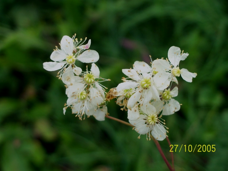 Filipendula vulgaris / Olmaria peperina